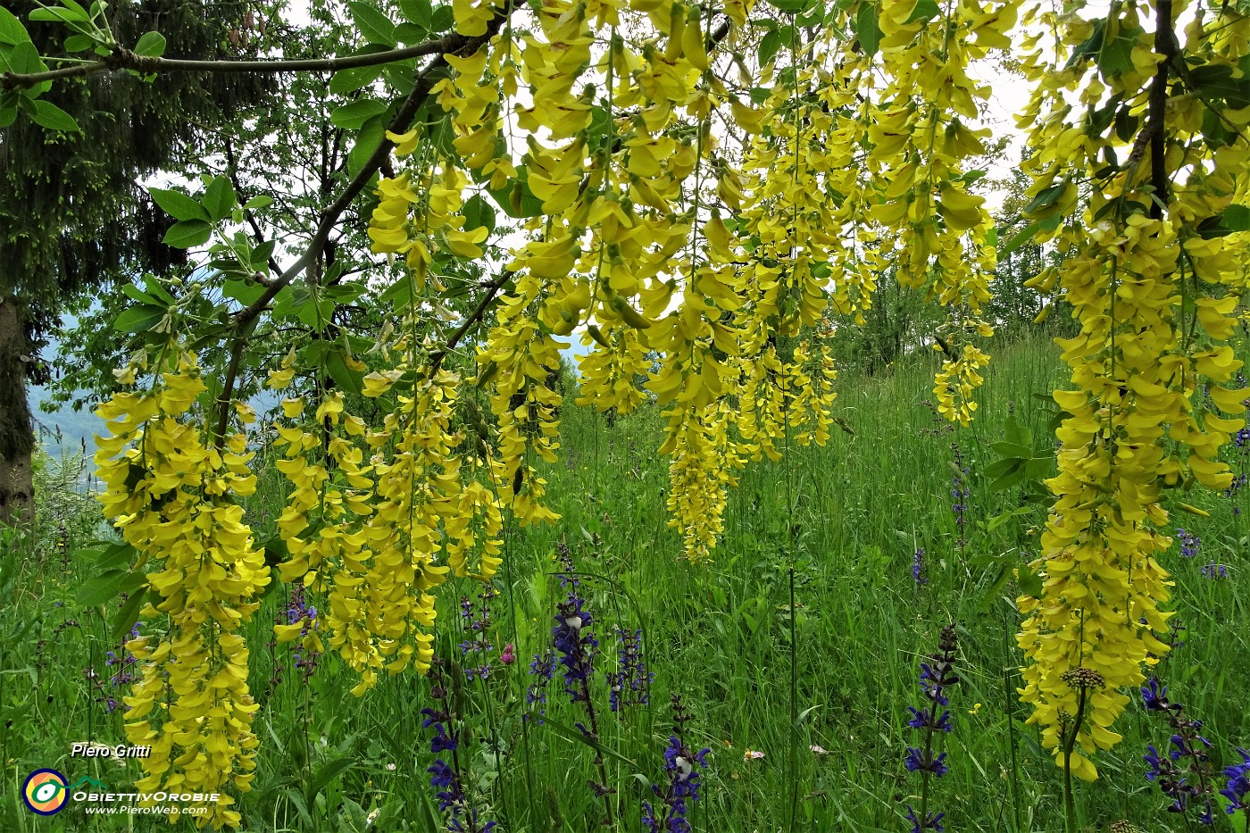 92 Maggiociondolo in piena fioritura.JPG